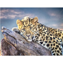 Алмазная мозаика картина стразами Леопард, 50х65 см