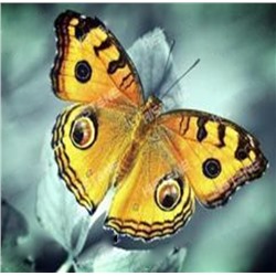 Алмазная мозаика картина стразами Бабочка Павлиний глаз, 30х40 см
