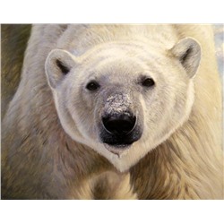 Алмазная мозаика картина стразами Белый медведь, 40х50 см