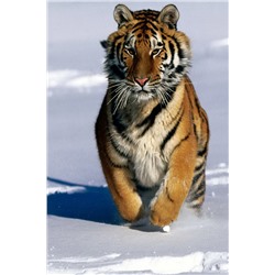 Алмазная мозаика картина стразами Амурский тигр, 30х40 см