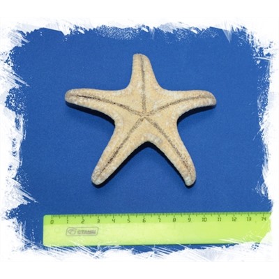 Морская звезда для декора 10 - 12,5 см