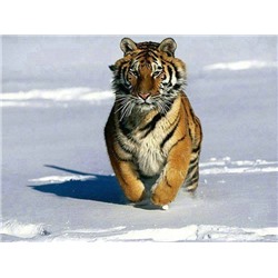 Алмазная мозаика картина стразами Бегущий тигр, 40х50 см