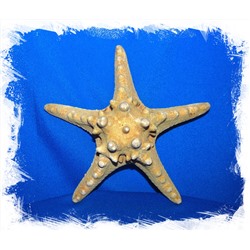 Звезда морская 15 - 17 см