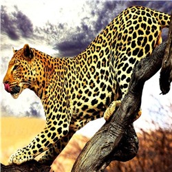Алмазная мозаика картина стразами Леопард, 30х30 см