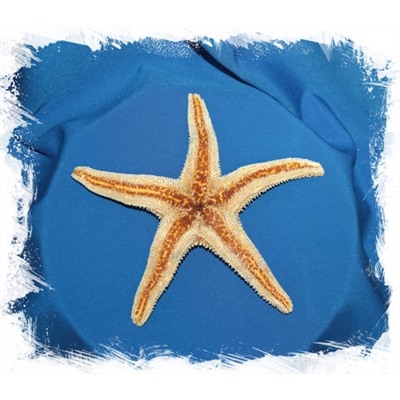 Мексиканская морская звезда 15-20 см