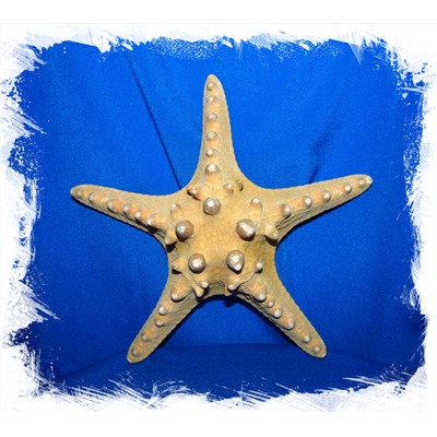 Филиппинская Морская Звезда 17 - 20 см