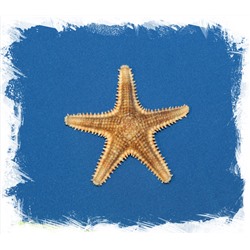 Морская звезда Шерифа 6 - 7 см