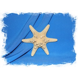 Филиппинская морская звезда 13 см. 6 лучей