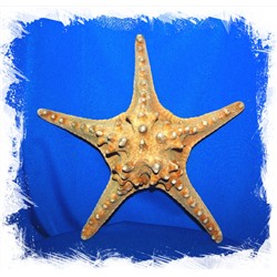 Морская Звезда 20 - 23 см