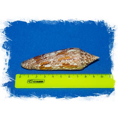 Конус бенгаленсис (Conus bengalensis)