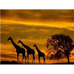 Алмазная мозаика картина стразами Жирафы на закате, 40х50 см