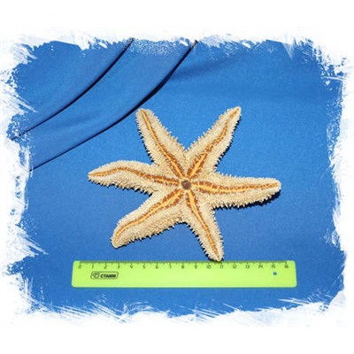 Морская звезда Писастер охрацеус (Pisaster ochraceus)