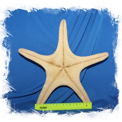 Филиппинская морская звезда 23-26 см.