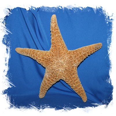 Мексиканская морская звезда 30-40 см.