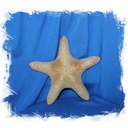 Морская звезда Астеродискус 17-20 см
