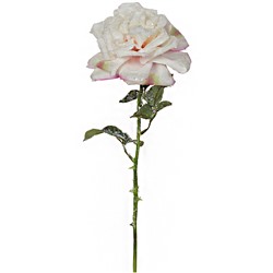 Чайная роза в снегу розовая В02892