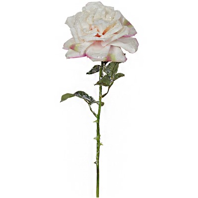 Чайная роза в снегу розовая В02892