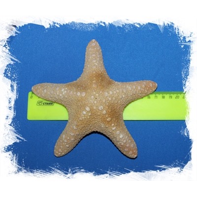 Морская звезда Астеродискус 17-20 см