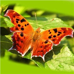 Алмазная мозаика картина стразами Бабочка многоцветница, 30х30 см