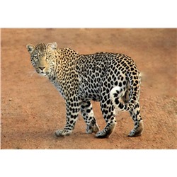Алмазная мозаика картина стразами Леопард, 30х40 см