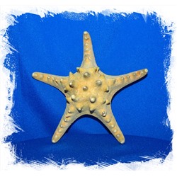 Морская Звезда 12,5 - 15 см