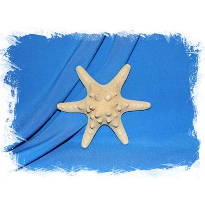 Филиппинская морская звезда 13 см. 6 лучей