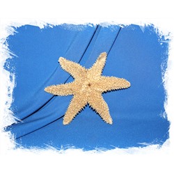 Морская звезда Писастер охрацеус (Pisaster ochraceus)