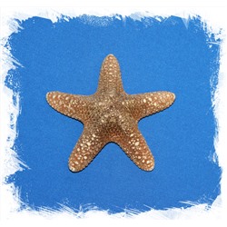 Морская звезда Астеродискус 10 -12,5 см.