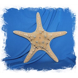 Филиппинская морская звезда 23-26 см.