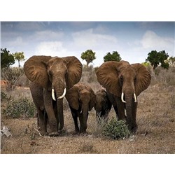 Алмазная мозаика картина стразами Семья слонов, 30х40 см