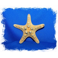 Натуральная морская звезда 7,5 - 10 см