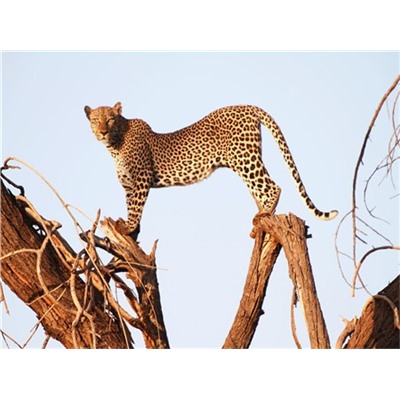Алмазная мозаика картина стразами Занзибарский леопард, 40х50 см