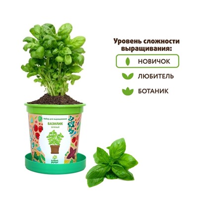 Горшок Базилик зеленый набор для выращивания