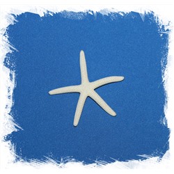 Морская Звезда Фингер 5-6 см