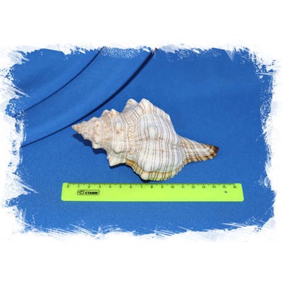 Плеуроплока трапезиум (Pleuroploca trapezium) от 15 см.