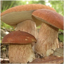 Белый гриб лесной сушеный