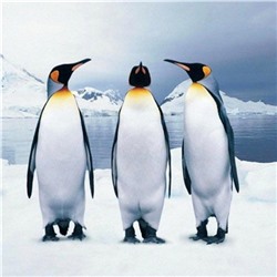 Алмазная мозаика картина стразами Три пингвина, 30х30 см