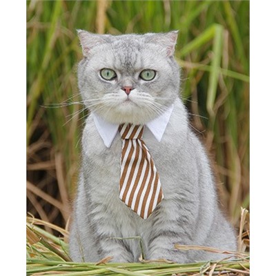 Воротник-галстук для домашних животных.
