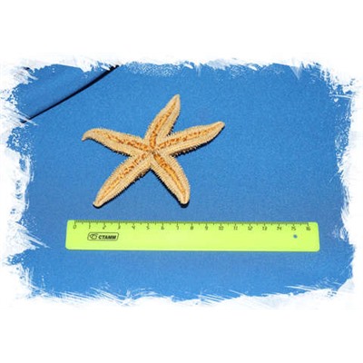 Морская звезда бежево-коричневая 10 см.