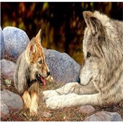 Алмазная мозаика картина стразами Волк с волчонком, 30х40 см