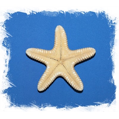 Морская звезда Астеродискус 10 -12,5 см.