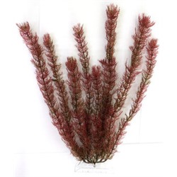 Tetra Red Foxtail №1 S  (15см) Раст. аквар