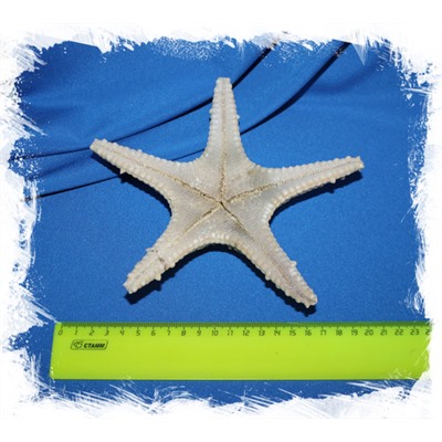 Морская звезда "Длинный шип" Тони 15-25 см.