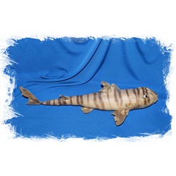 Зебровидная бычья акула (чучело)