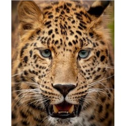 Алмазная мозаика картина стразами Леопард, 40х50 см