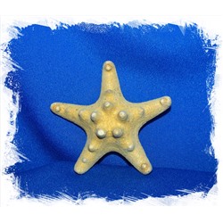 Сушеная морская звезда 5 - 7,5 см