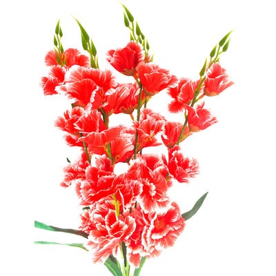 Букет искусственных цветов гладиолус красный 70 см 5 веток к8