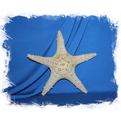 Морская звезда "Длинный шип" Тони 15-25 см.