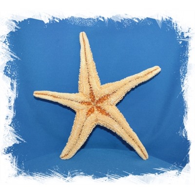 Мексиканская морская звезда 20-25см