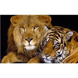 Алмазная мозаика картина стразами Лев с тигром, 50х65 см